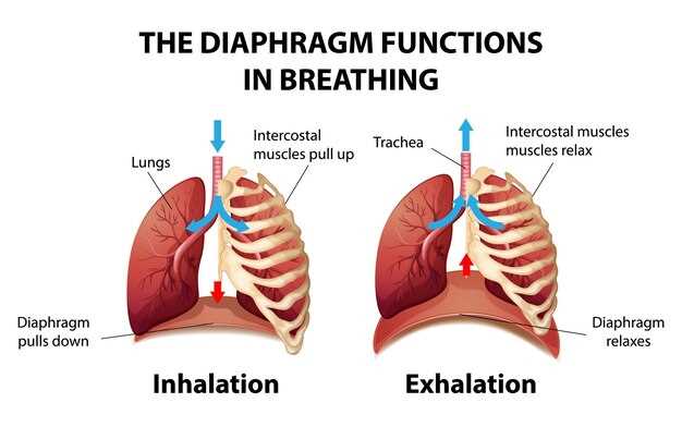 Роль в дыхательном процессе