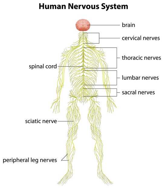Функции парасимпатической нервной системы