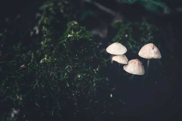 Сонник грибы в сновидениях: толкование и значение снов